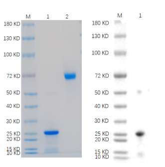 Reducing 4%-20% SDS-PAGE (CBB stained) and WB (Anti-His Mouse Monoclonal antibody) analysis profiles of purified SNAP25.
1. SNAP25: 1 μg
2. BSA: 1 μg